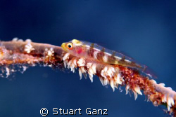 Wire Coral Goby. Not an easy shot to get in the current. ... by Stuart Ganz 